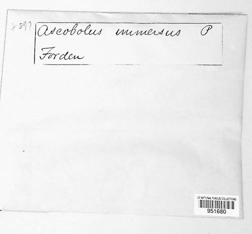Ascobolus immersus image